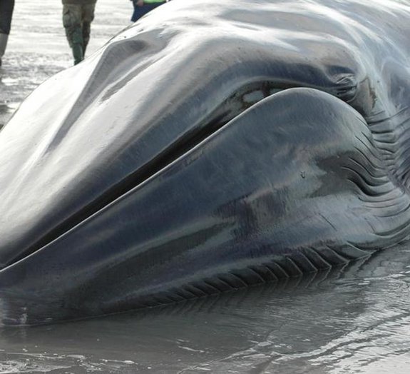 Por que é tão difícil salvar e se livrar de baleias encalhadas?