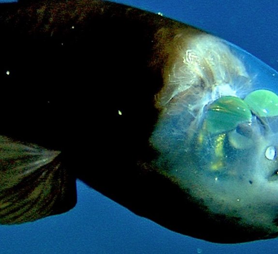 Conheça 5 criaturas bizarras que habitam as profundezas dos oceanos