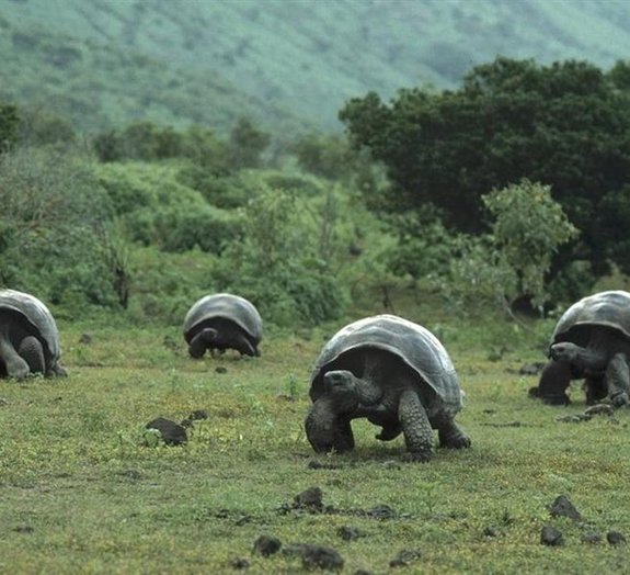 Tartarugas gigantes viviam na floresta amazônica