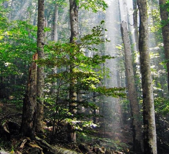 Confira algumas das florestas mais incríveis do mundo