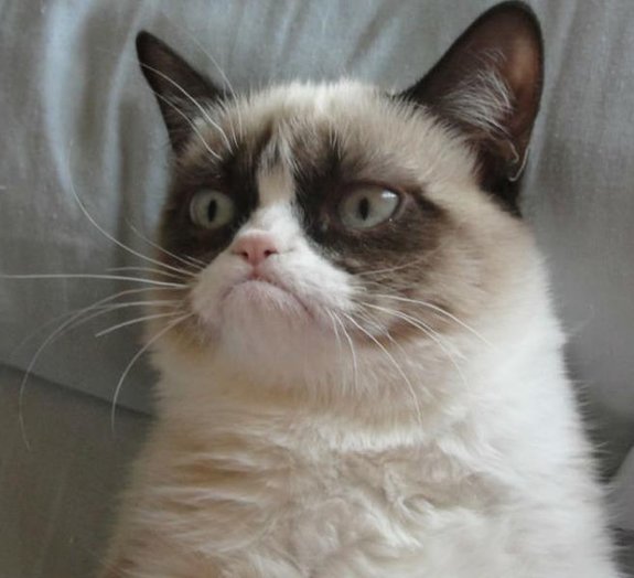 Grumpuccino: o gato mais mal humorado da internet vira marca de café