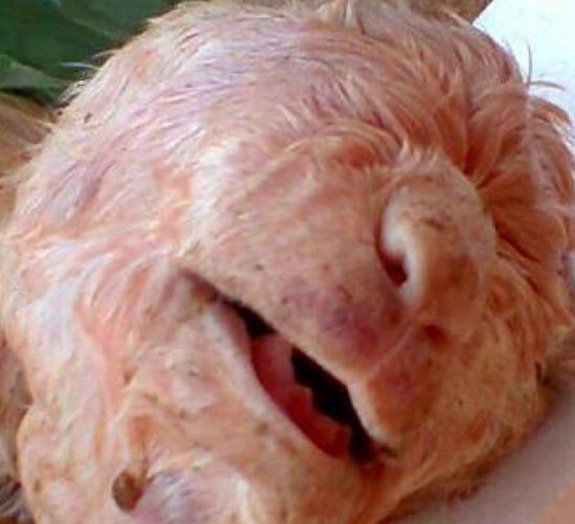 No Ceará, cabra nasce com rosto 'humano'