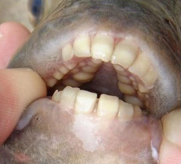 Banhistas são alertados sobre presença de peixe 'arranca-bagos' na Suécia