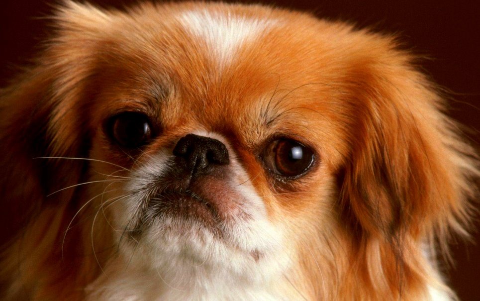 7 vídeos incríveis de cachorros no Vine