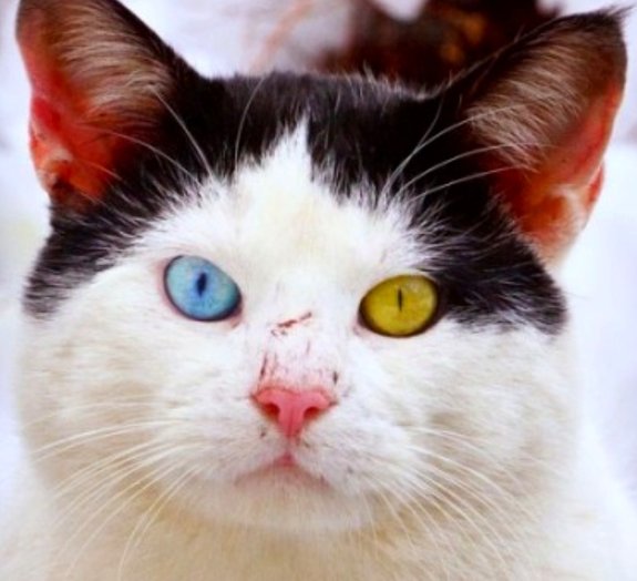 9 fotos de animais fofos com olhos de cores diferentes