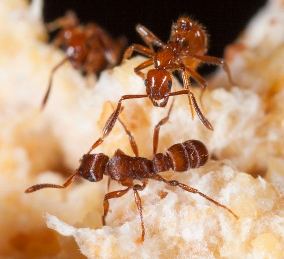 Formigas mercenárias desenvolvem estratégias para destruir inimigos [vídeo]