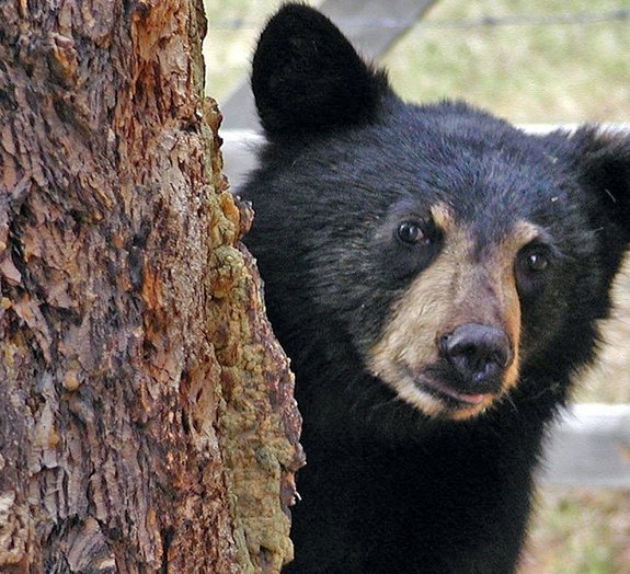 5 coisas que você provavelmente não sabia sobre os ursos