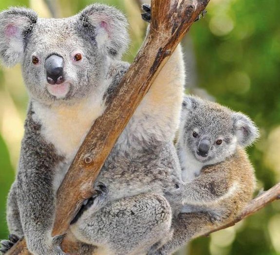 10 coisas que você não sabe sobre coalas