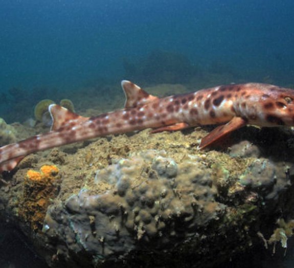 Tubarão que 'anda' é descoberto no fundo do mar da Indonésia