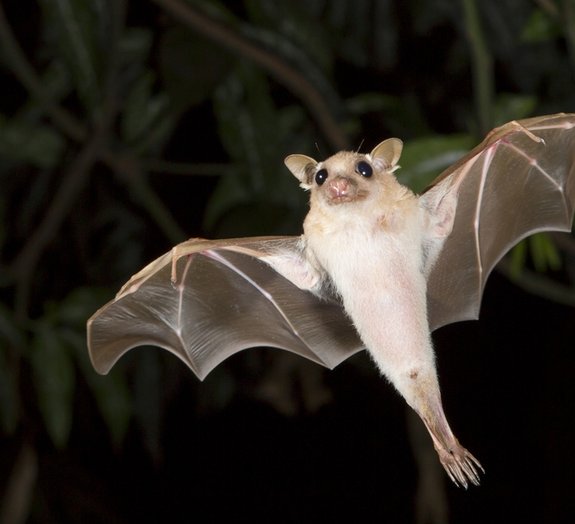 7 curiosidades surpreendentes sobre os morcegos