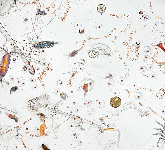 Imagem revela as criaturas existentes em uma gota de água do mar