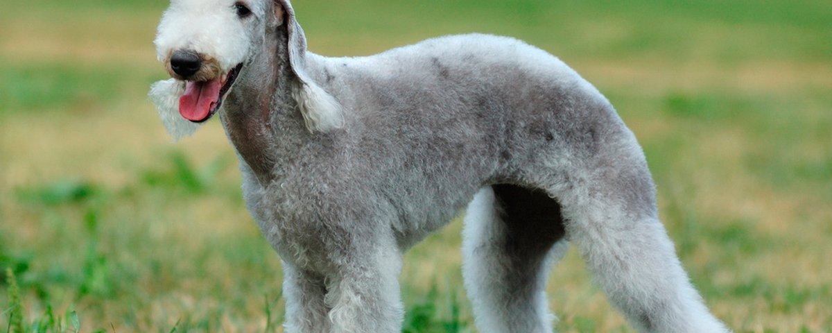 Cães com nariz comprido: conheça 4 raças - Mega Curioso