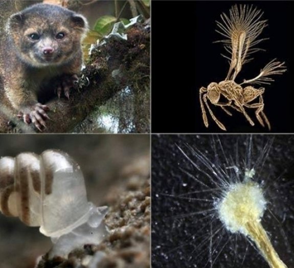 Confira as 10 espécies recém-descobertas mais surpreendentes do mundo