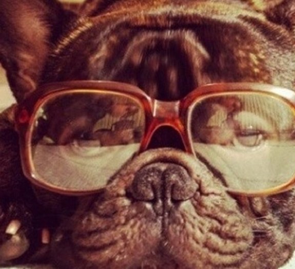 Cão mais famoso da Europa já tem mais de 182 mil seguidores no Instagram