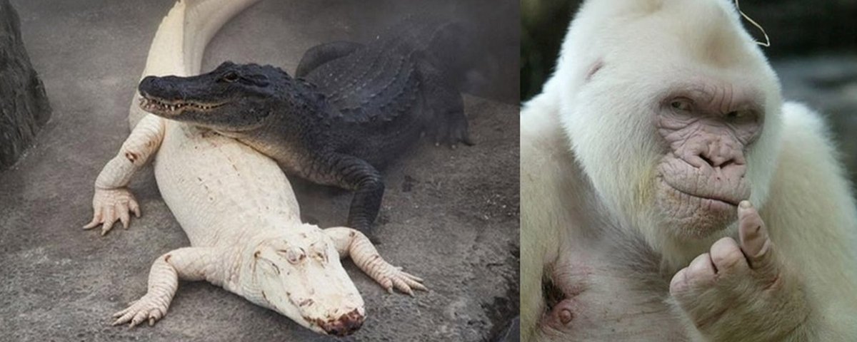 Mais 21 fotografias de animais albinos impressionantes