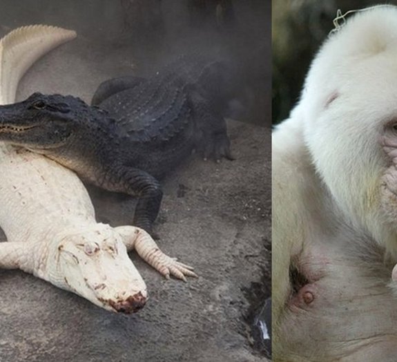Mais 21 fotografias de animais albinos impressionantes
