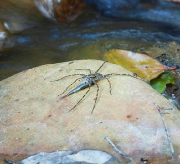 Ciência aterrorizante: aranhas também podem matar e comer peixes