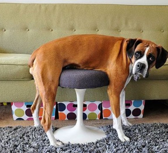 Estas 17 fotos de cães sentados de forma engraçada vão melhorar seu dia