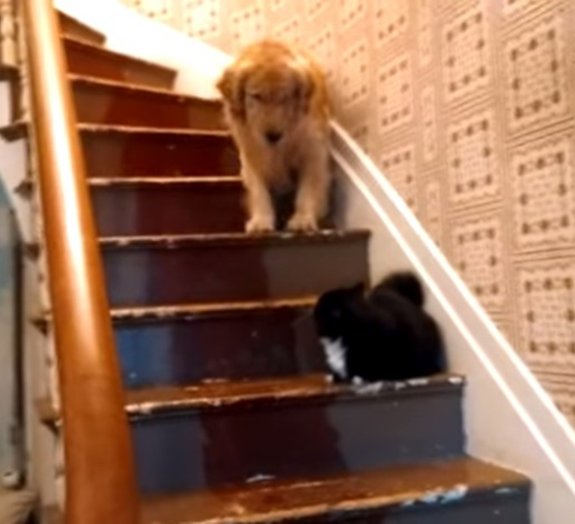 Cachorro, por medo do gato, se recusa a descer as escadas