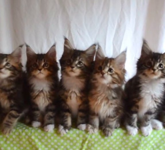 Estes gatinhos se mexendo em sincronia vão deixar você feliz [vídeo]