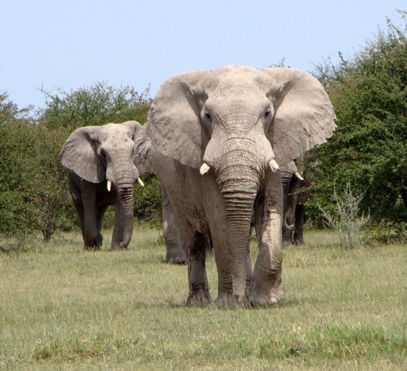 Estudo revela que elefantes têm olfato mais poderoso do reino animal