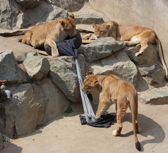 Conheça o jeans personalizado por leões, tigres e ursos