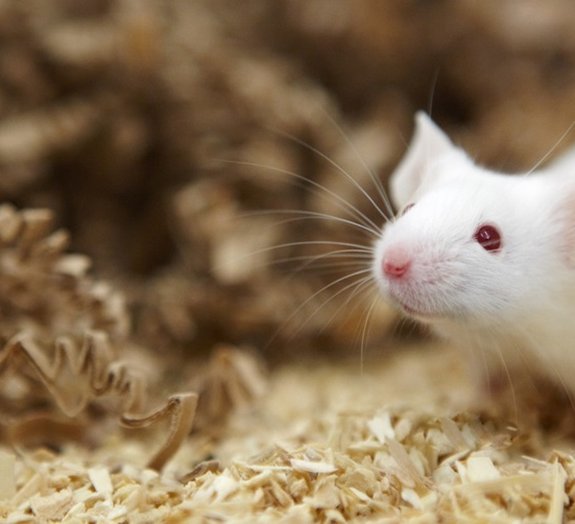 Cientistas criam método de estudo capaz de deixar ratos transparentes 