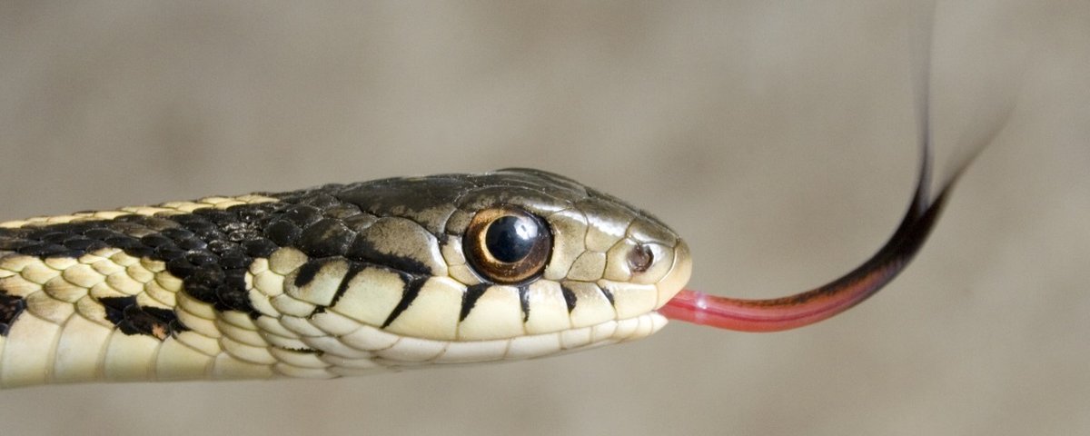 A cobra que não sabia cobrar