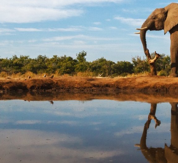10 coisas que elefantes e humanos têm em comum