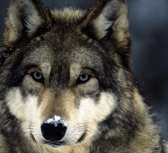 4 fatos interessantes que você talvez desconheça sobre os lobos