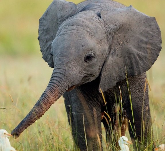 20 fatos interessantes que você talvez desconheça sobre os elefantes