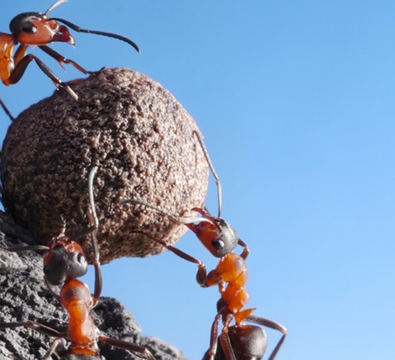 De acordo com estudo, formigas convertem dióxido de carbono em minerais