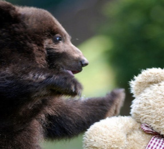 Momento 'ownnn': veja filhotes de urso brincando na estrada