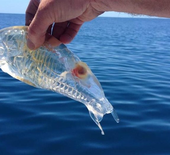 Criatura totalmente transparente é capturada por pescador na Nova Zelândia