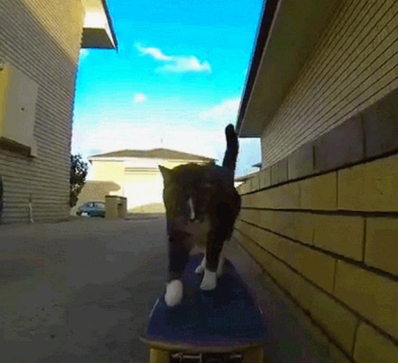 Felino radical! Gato fera no skate faz manobras incríveis [vídeo]