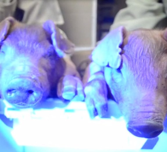 Cientistas criam porquinhos que brilham no escuro