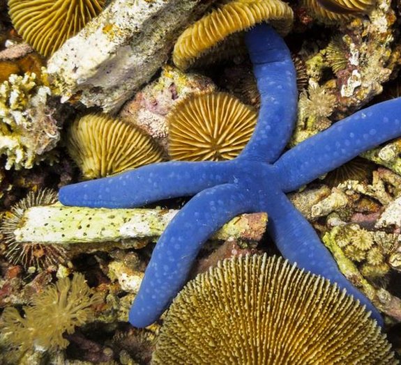 Cientistas descobrem que as estrelas-do-mar podem enxergar