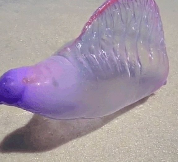 Criatura marinha de cor roxa e forma bizarra pode te surpreender na praia