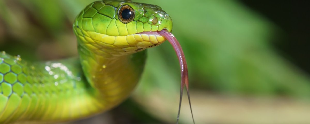 Picada de cobra: saiba o que fazer e o que não fazer