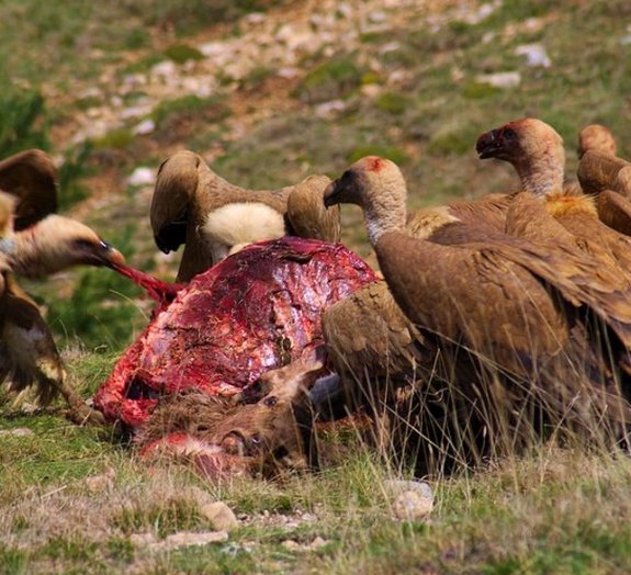 Como é que os abutres comem carniça e não ficam doentes?