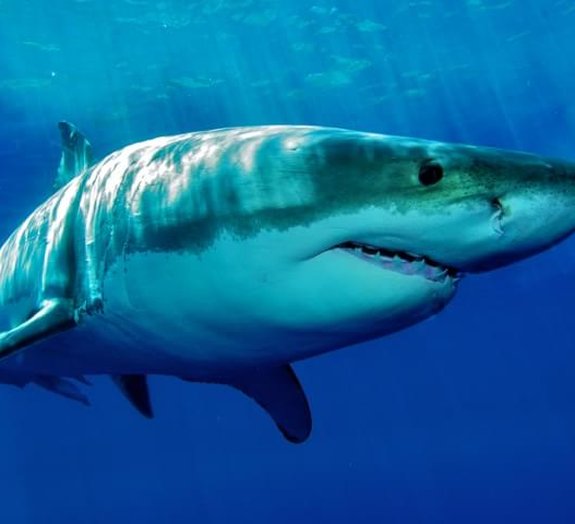 Conheça as características e fatos sobre os grandes tubarões brancos