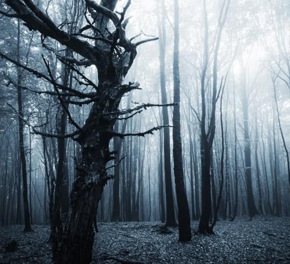 Conheça 10 das florestas mais sinistras do mundo