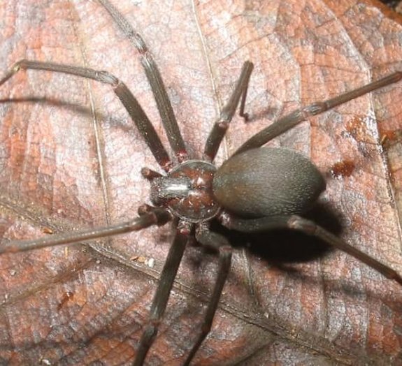 Confira algumas curiosidades sobre a temida aranha-marrom