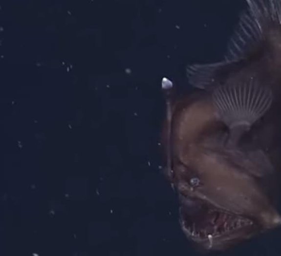 Submarino captura imagens de espécie intrigante de peixe