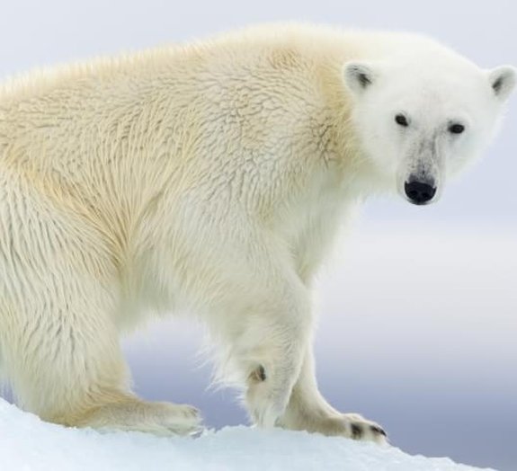 Conheça alguns fatos e curiosidades sobre os ursos polares