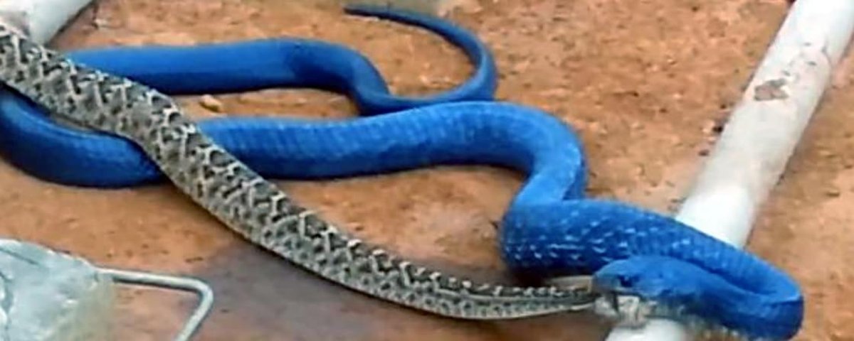 Vídeo flagra serpente azul devorando cascavel venenosa - Mega Curioso