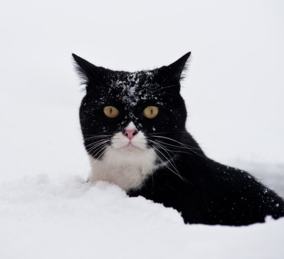 Vídeo fofo mostra gato brincando na neve pela primeira vez