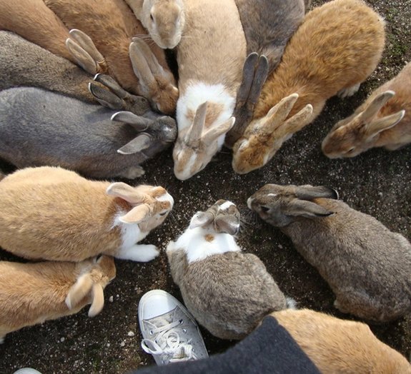 Okunoshima: a ilha japonesa dominada por coelhos! [vídeo]