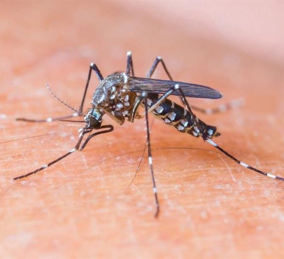 Cientistas nazistas planejavam usar mosquitos como armas biológicas