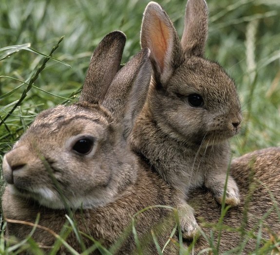 Bizarro! Como teve início a incrível superpopulação de coelhos na Austrália